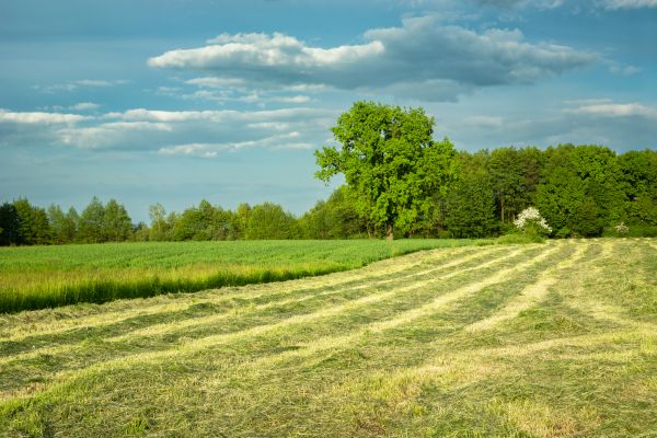 Cost of Vegetation Removal in Millsboro