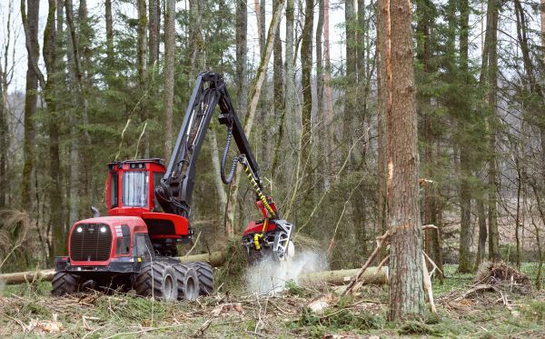 Cost of Forest Clearance Service in Millsboro