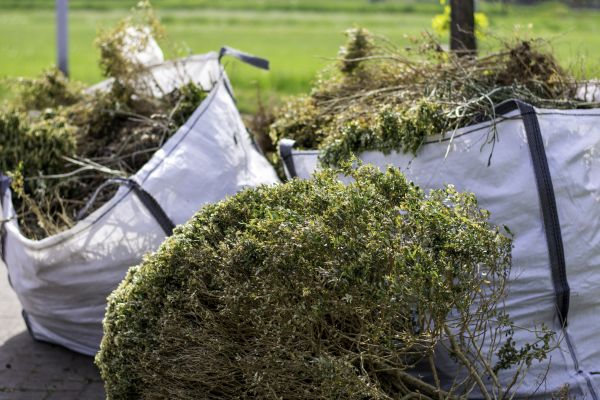 Cost of Bushes Clearing in Millsboro