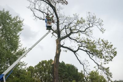 Experienced Tree Removal Teams